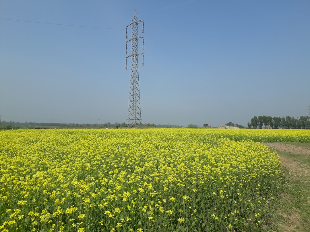 Biopaliwo: etanol i biodiesel – alternatywne źródła energii